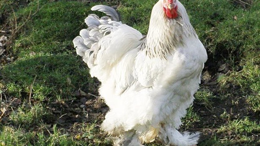 Worlds Biggest Chicken Is So Gigantic Some Claim It Must Be A Man