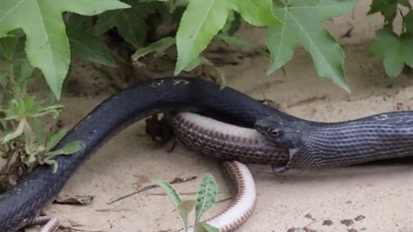 VIDEO: Stomach-Churning Moment Snake Spits Out Another Live Snake ...