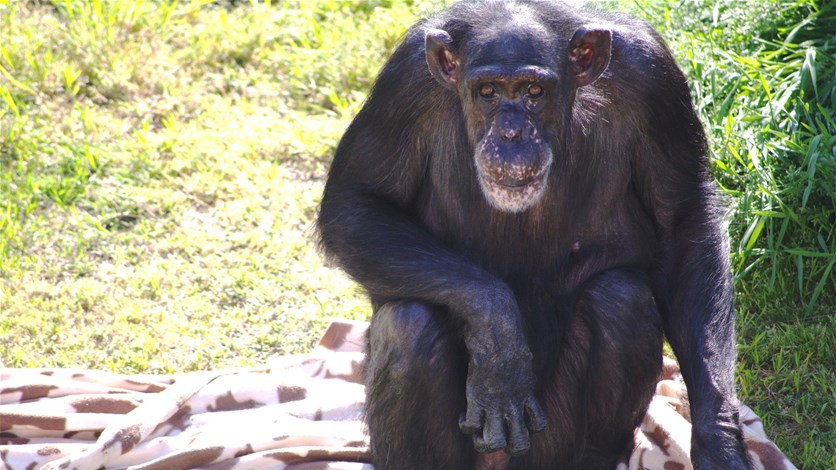 chimpanzee penis