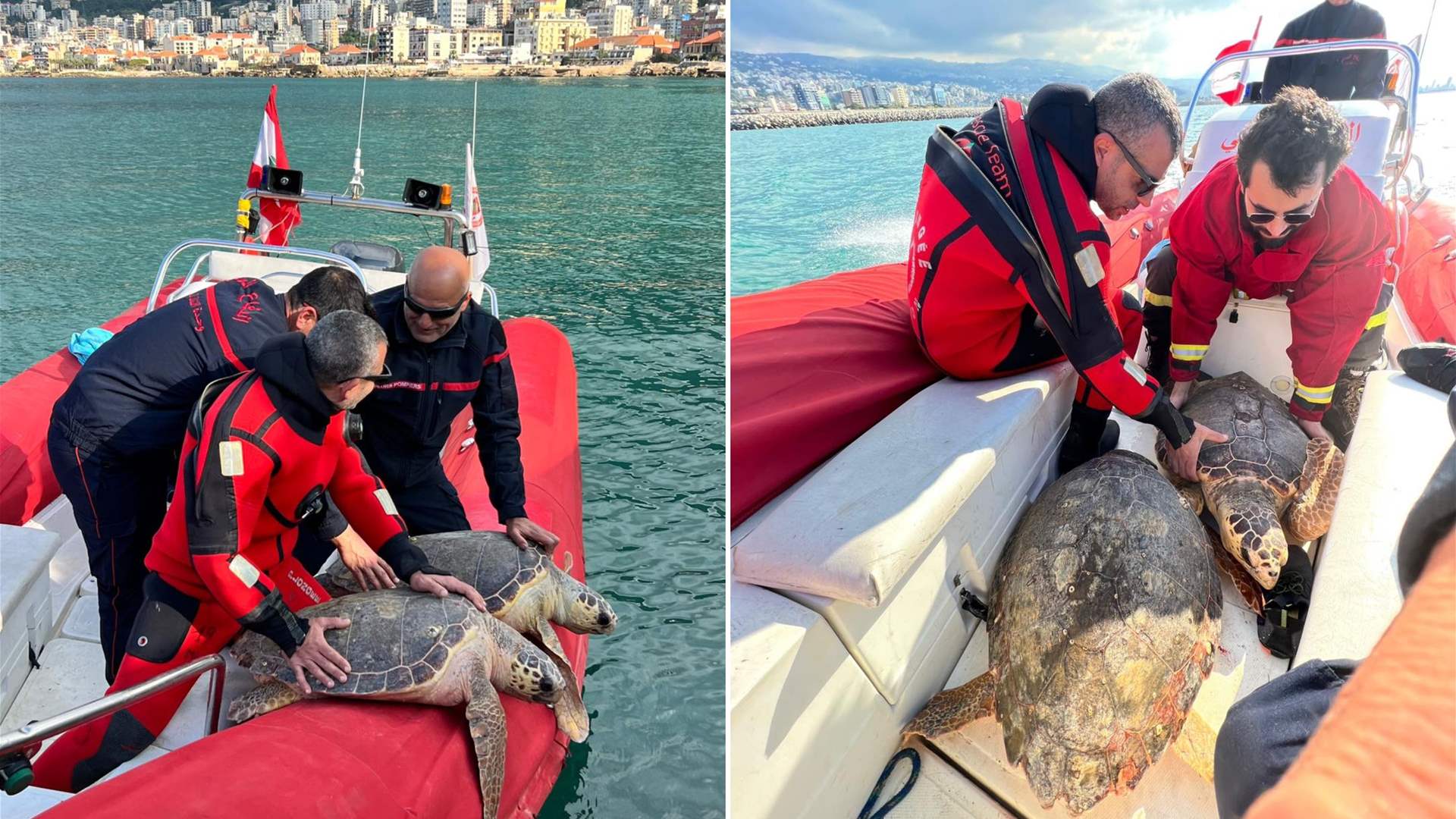 Civil Defense rescues two giant sea turtles in Dora - Lebanon News