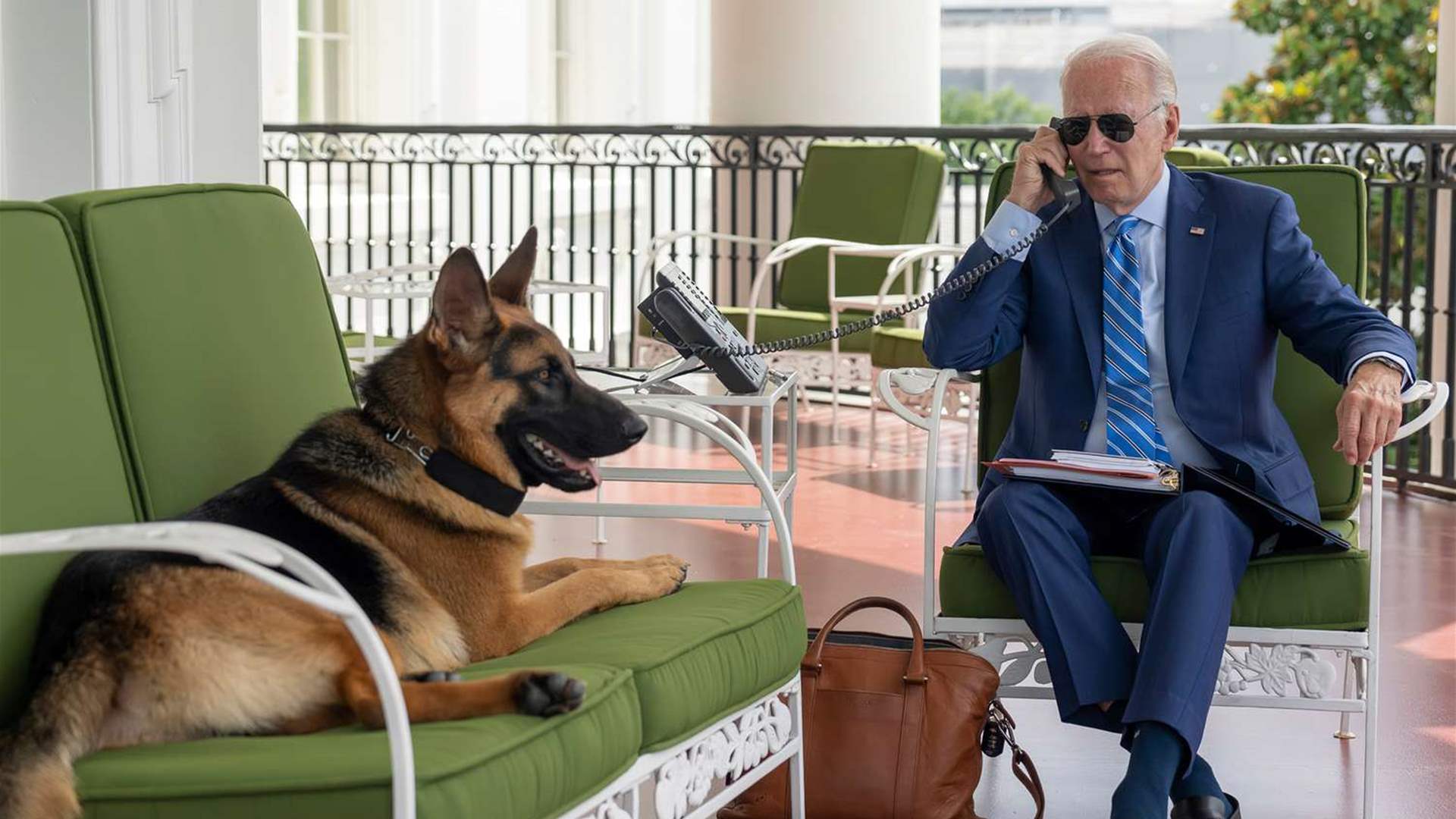 President dog. Байден с овчаркой. Байден с собакой. Собака Байдена. Собака президента.