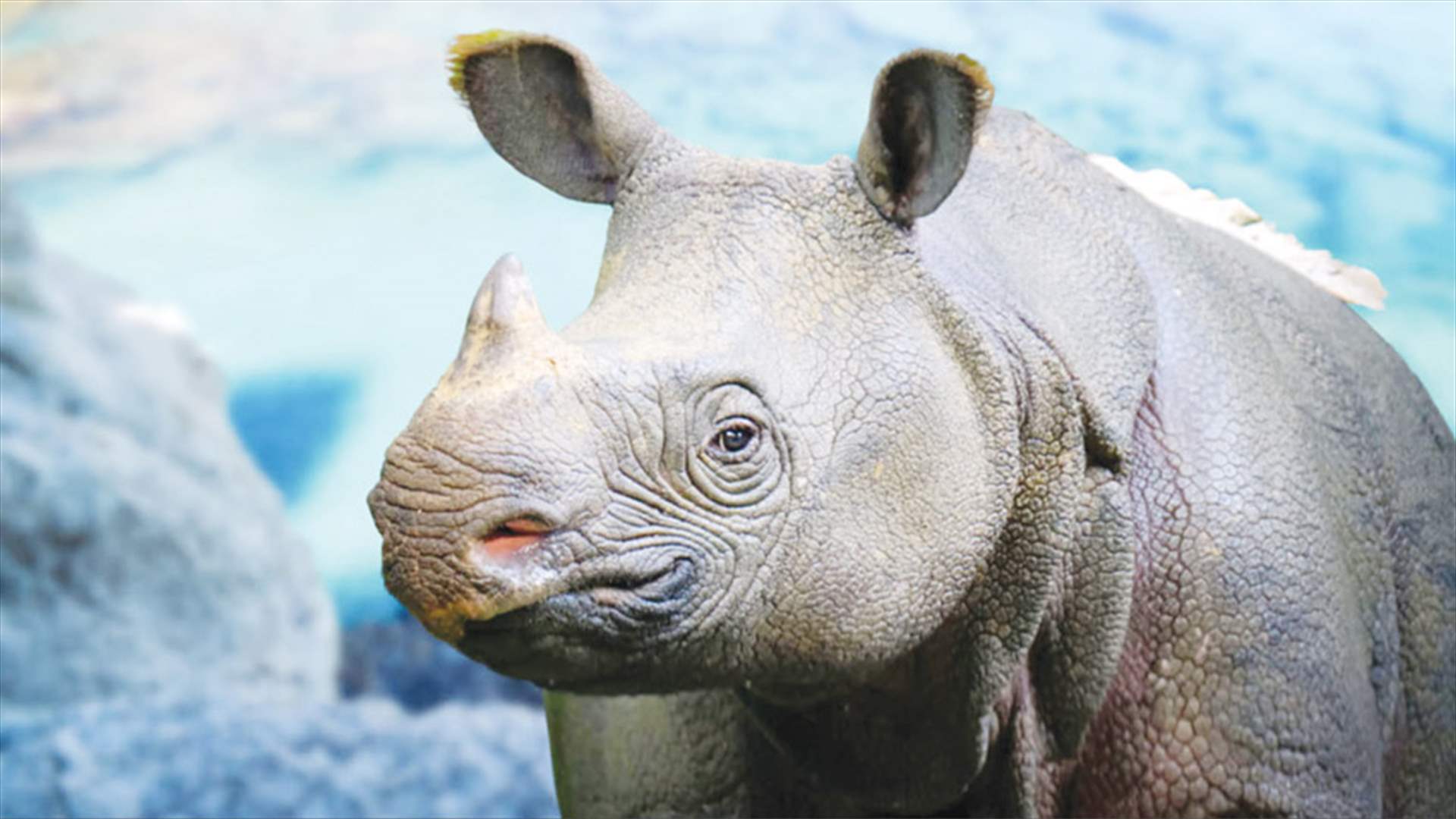 رصد عينة نادرة من حيوان &quot;وحيد القرن الجاوي&quot; في إندونيسيا... وهذه التفاصيل