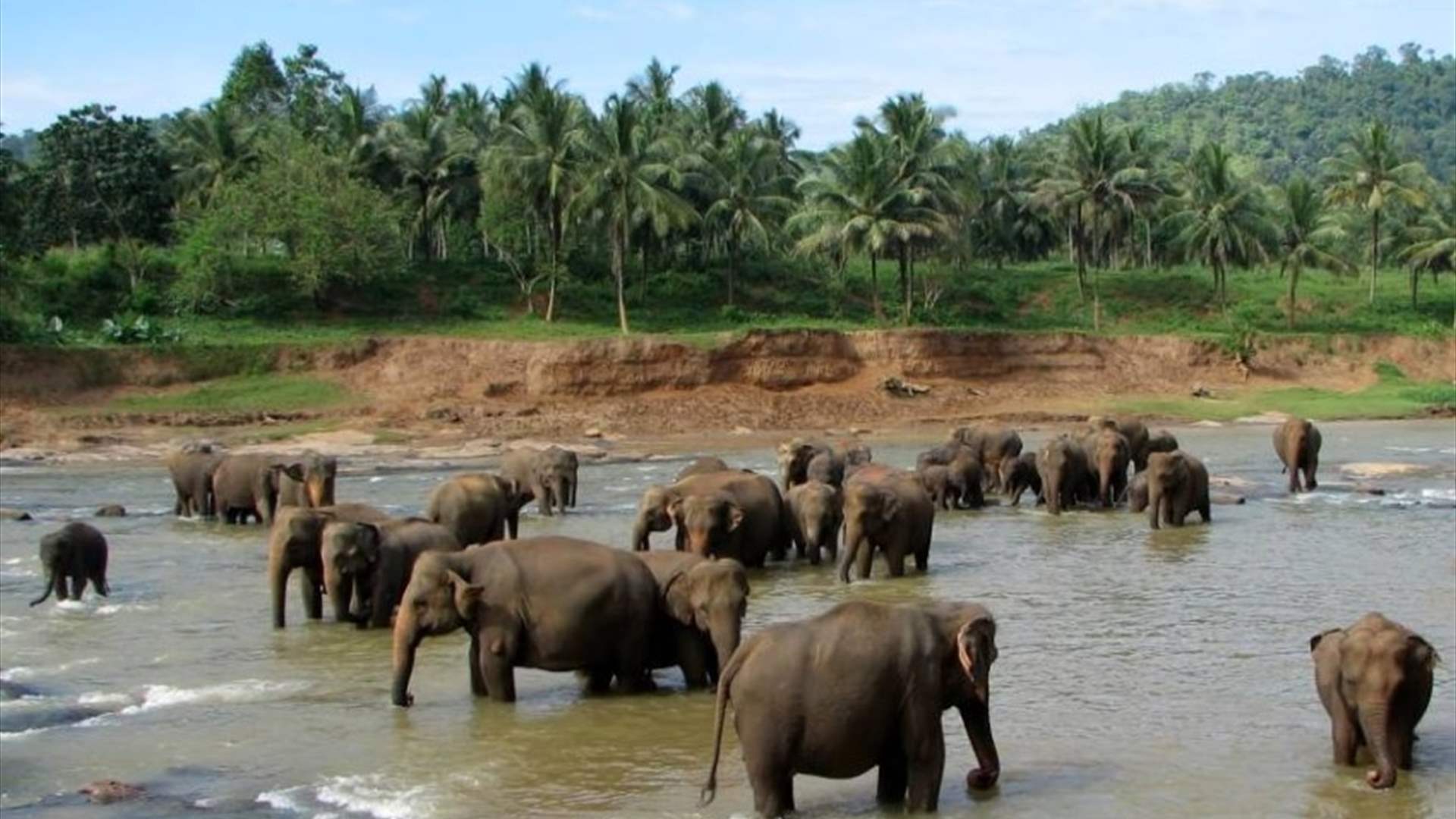 الفيضانات الموسمية تتسبب بغرق 7 فيلة في سريلانكا