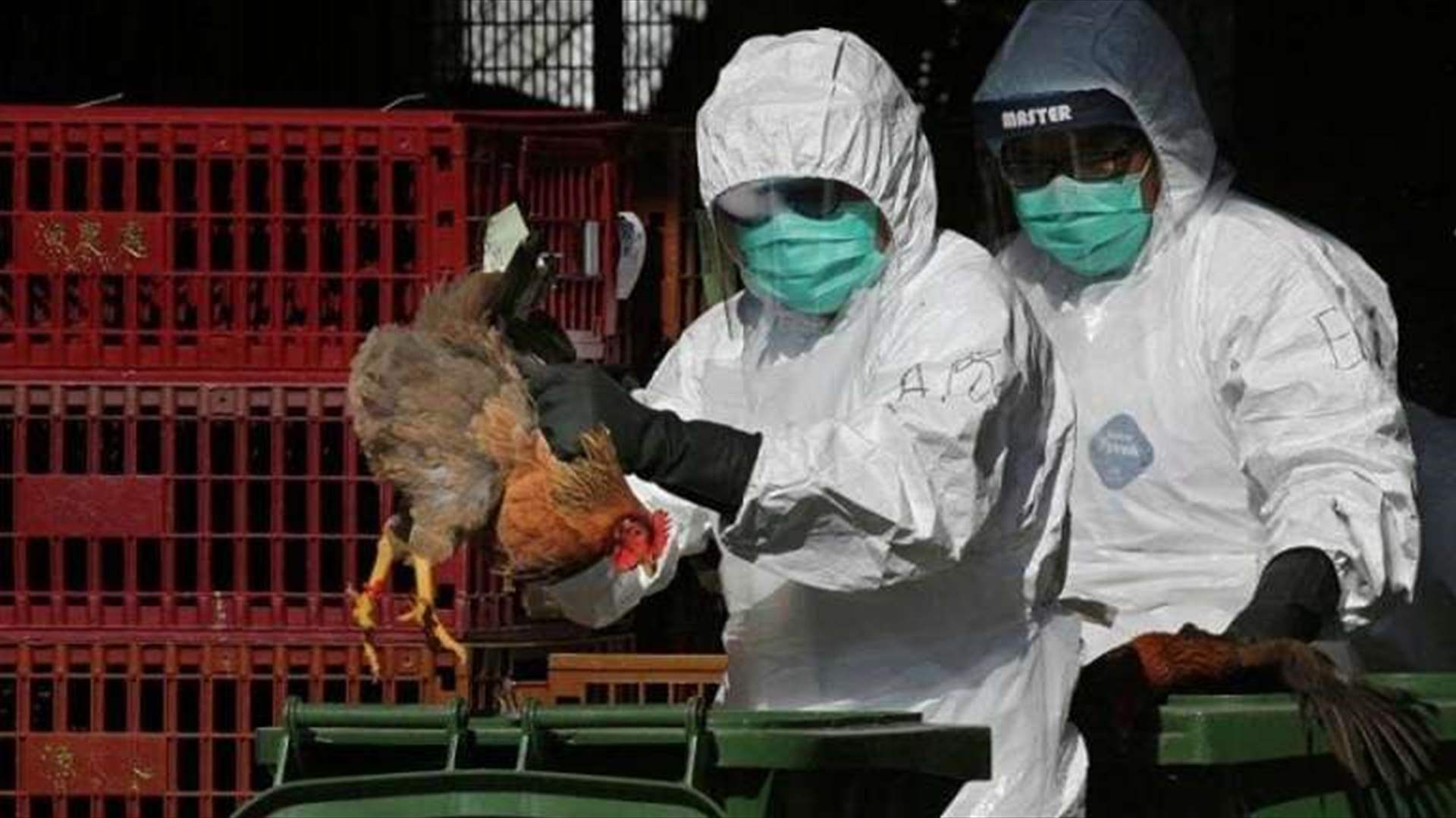 انفلونزا الطيور تكشف الحقيقة المرة... العالم غير مستعد لمواجهة اوبئة جديدة!