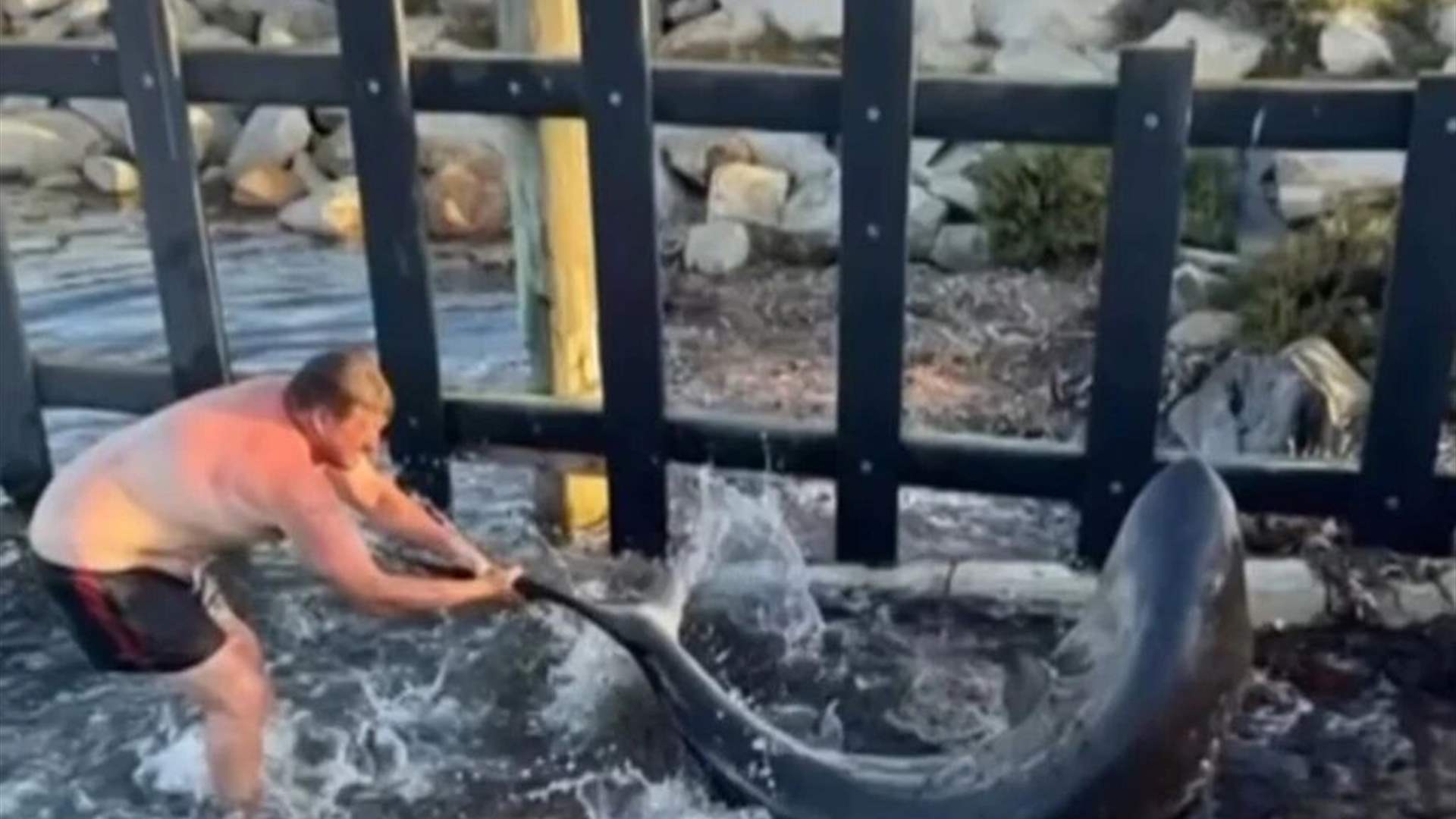 في أستراليا... رجل ينقذ سمكة قرش ضخمة بطريقة غير متوقعة! (فيديو)