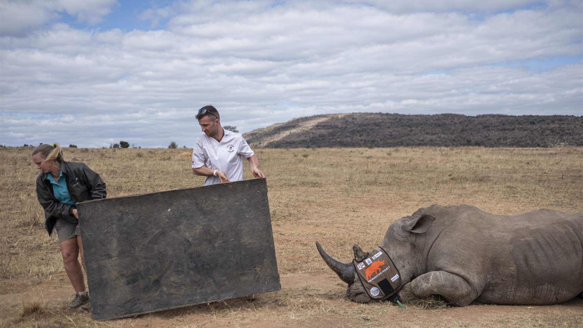 حقن قرون حيوانات وحيد القرن بمواد مشعة للحدّ من صيدها في جنوب إفريقيا