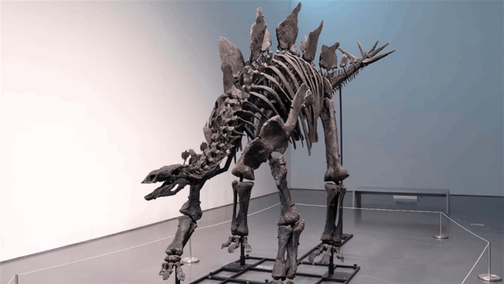 بسعر قياسي... بيع أكبر هيكل عظمي لديناصور ستيغوصور 