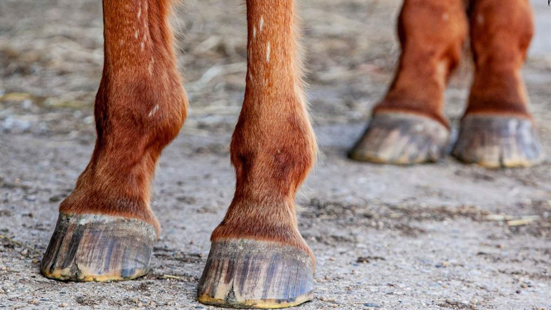 ماركة عالمية شهيرة تُطلق حذاءً مستوحى من حوافر الحصان... لن تُصدقوا السعر! (صور)