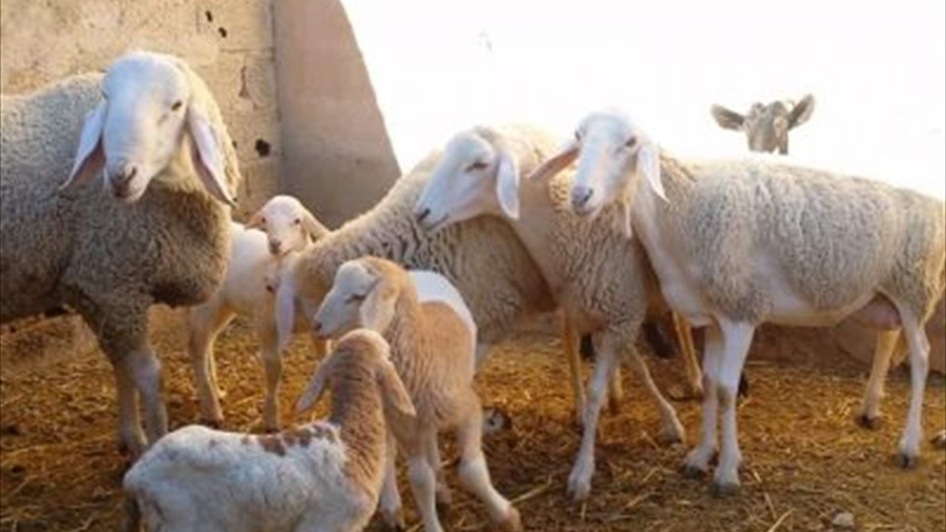 ظاهرة نادرة في إيران... خروف بمظهر غريب وعدد أرجله صادم (صورة)