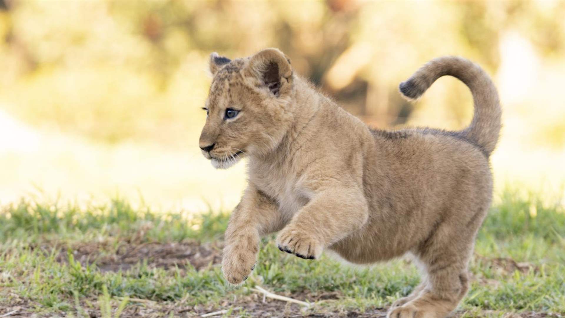 Man detained over illegal lion cub possession