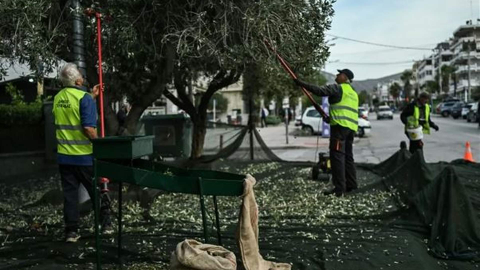 في اليونان... مبادرة إنسانية تزدهر من خلال قطف الزيتون في الشوارع وهذه التفاصيل