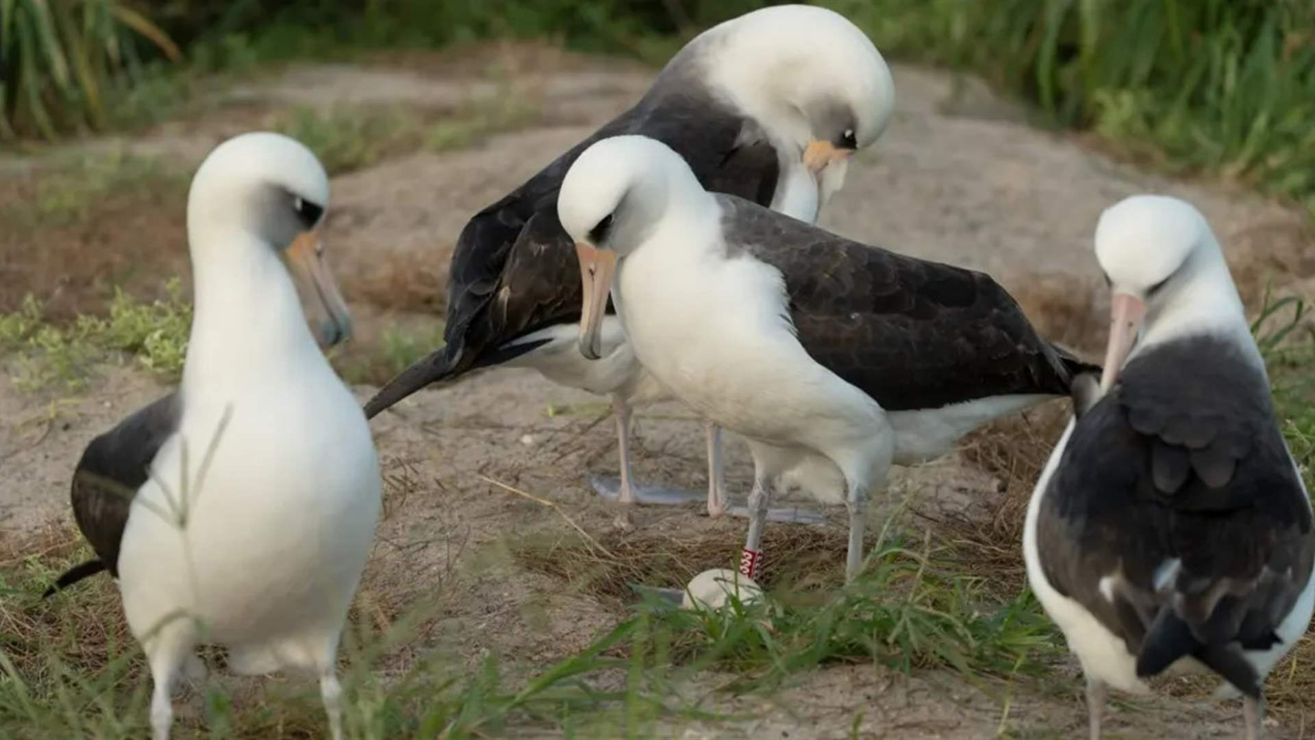 بعد أربع سنوات من الغياب... أقدم طائر بري في العالم يضع بيضة في سن 74 عامًا (صورة)