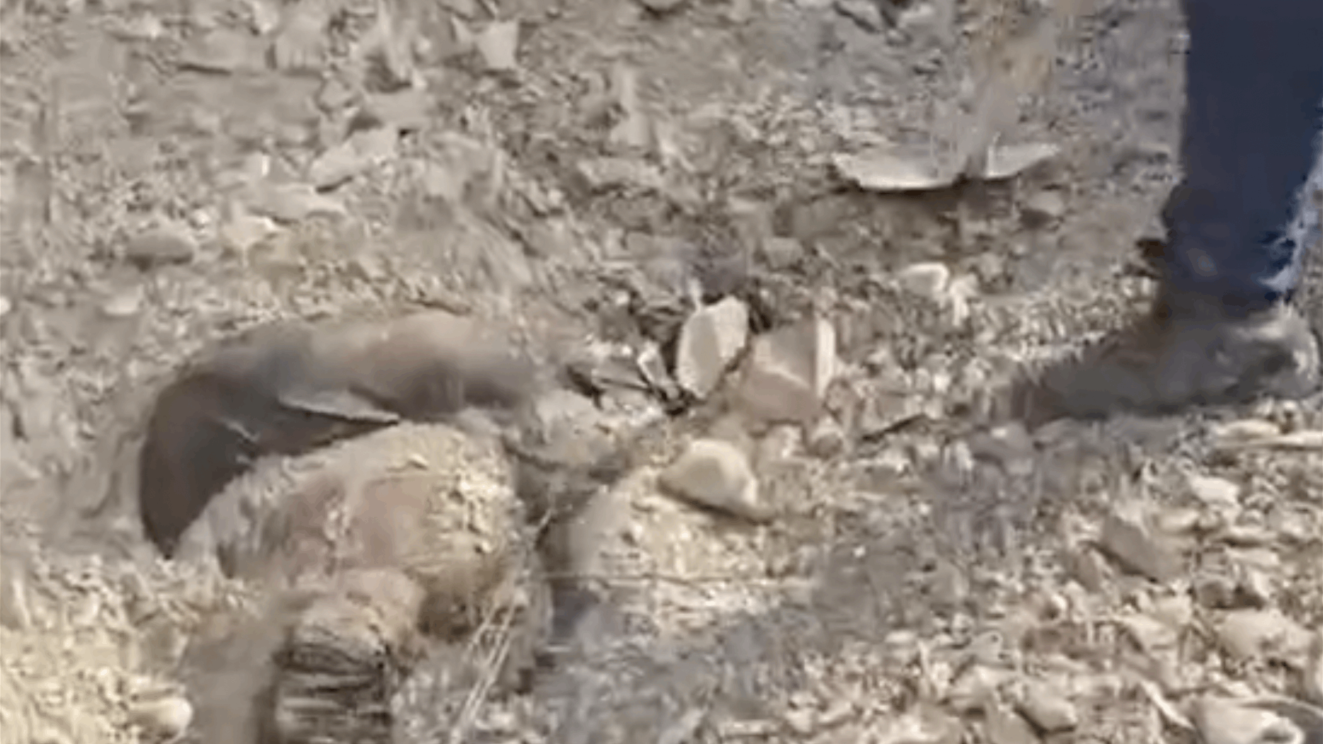 Syrian state media reports discovery of mass grave in Al Qardahah (Video) 