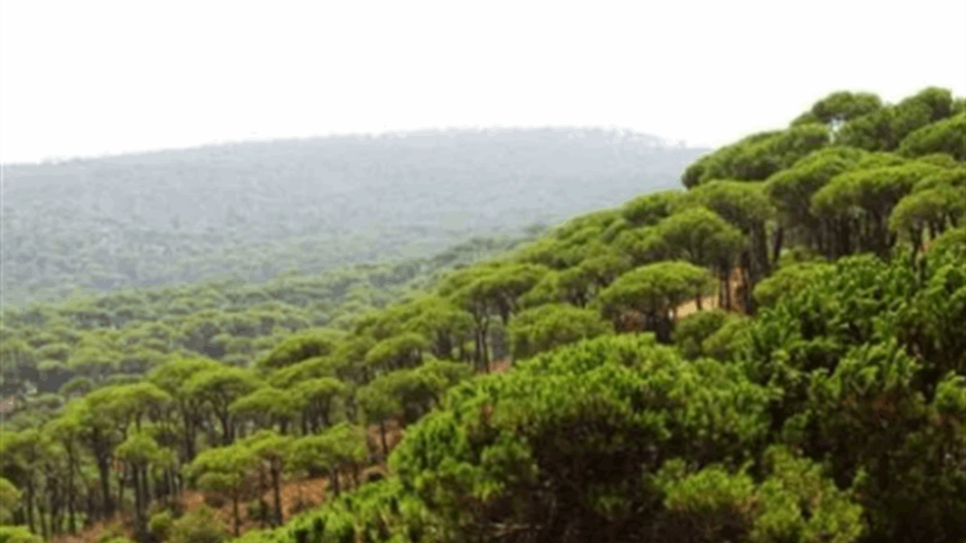 حالة طوارئ زراعية - بيئية لحماية الغابات في لبنان