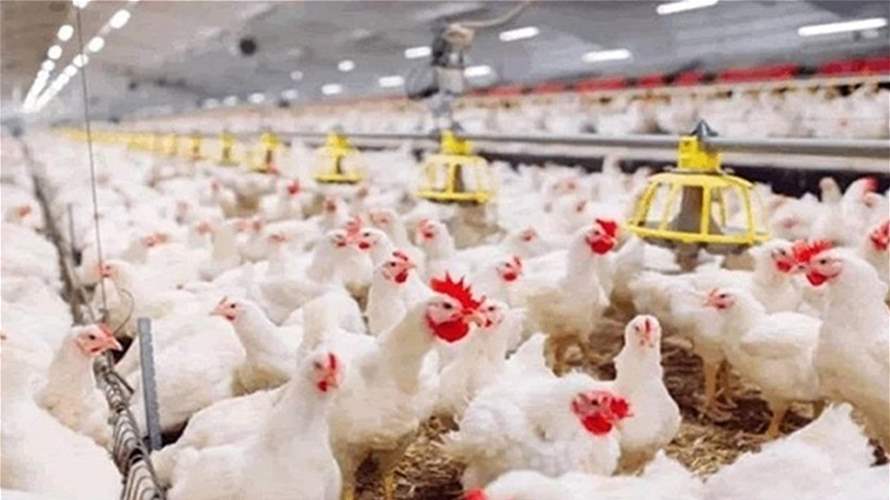 الفلبين تحظر واردات منتجات الدواجن من أستراليا بسبب إنفلونزا الطيور