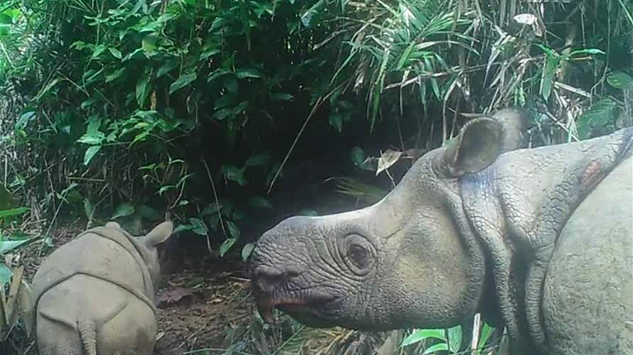 خطر جسيم يتهدد وحيد القرن الجاوي في إندونيسيا... وهذه التفاصيل