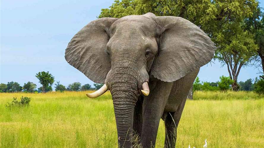 حادث مأساوي... فيل يقتل سائحة أميركية في زامبيا: ماذا حصل؟