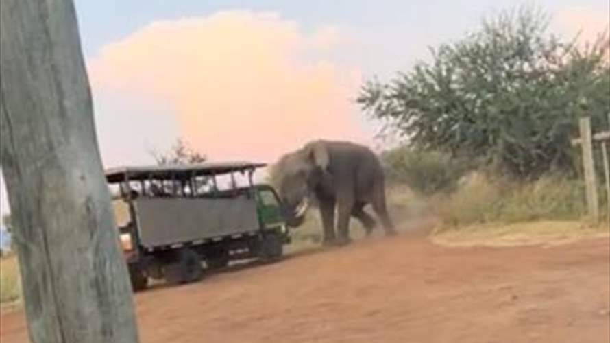 قرر تصوير الفيلة... مصير مأساوي كان بانتظار السائح الإسباني في جنوب افريقيا!