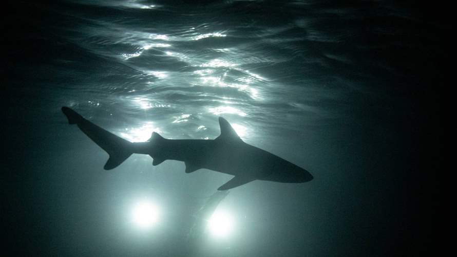 أول حالة تكاثر من دون إخصاب لدى نوع من أسماك القرش مهدد بالانقراض