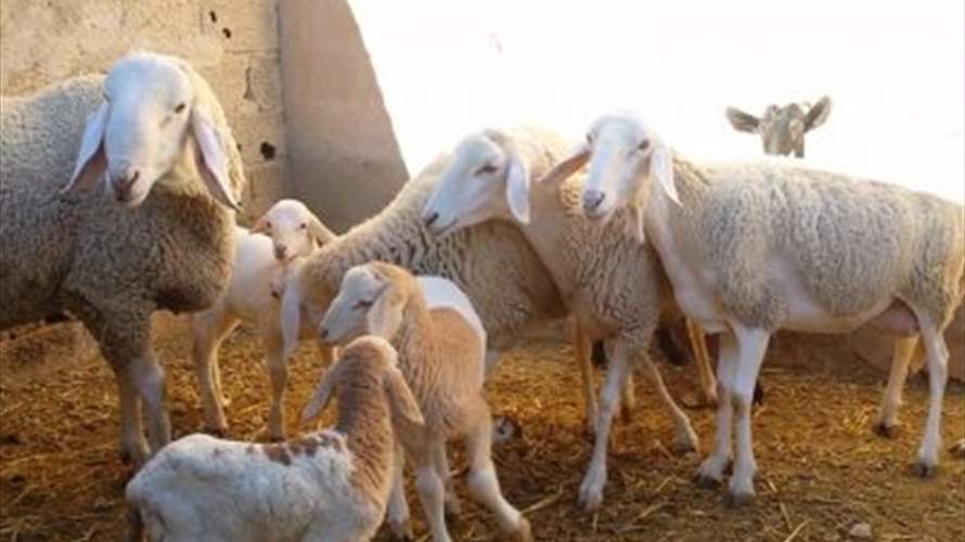 ظاهرة نادرة في إيران... خروف بمظهر غريب وعدد أرجله صادم (صورة)