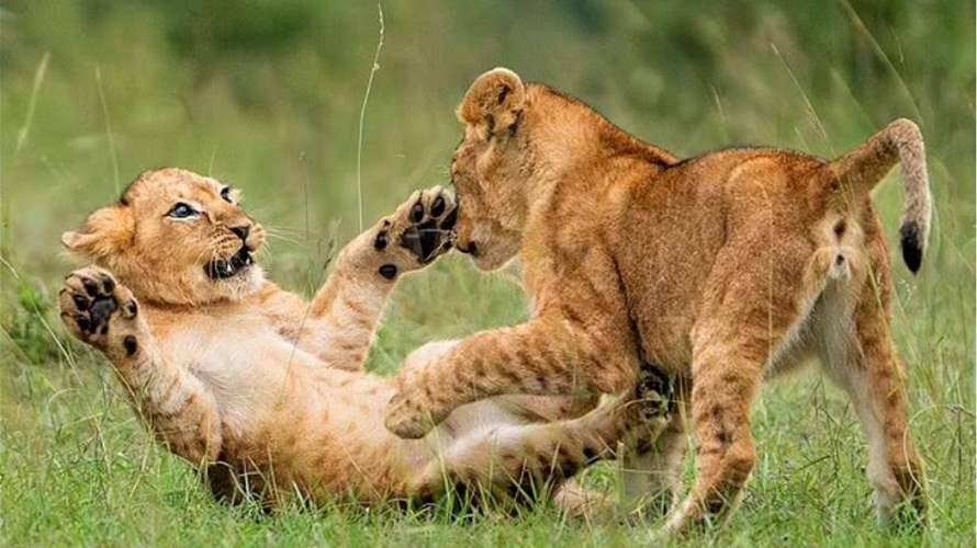 "بين الأسد والإنسان نقطة مشتركة"... هكذا كان رد فعل ملك الغابة عندما أيقظته أشباله! (صور)