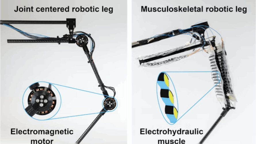 تطوير أول ساق آلية بـ"عضلات اصطناعية"...  وهذا ما شرحه الباحثون! (فيديو)