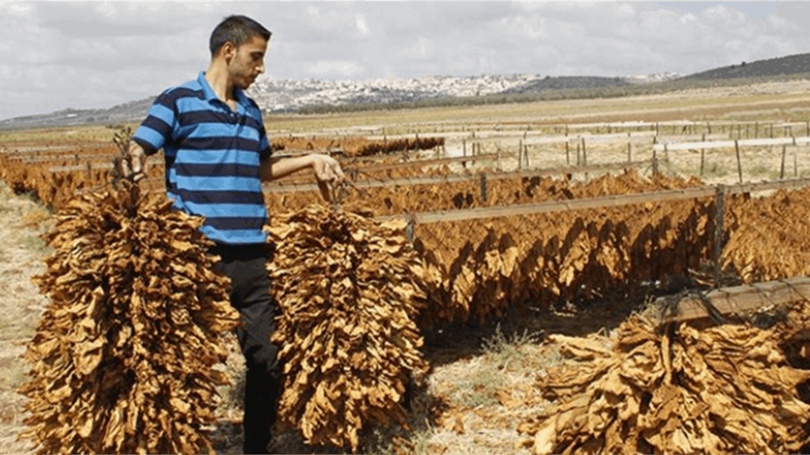 الريجي بدأت تسلم مواسم التبغ من مزارعي الجنوب