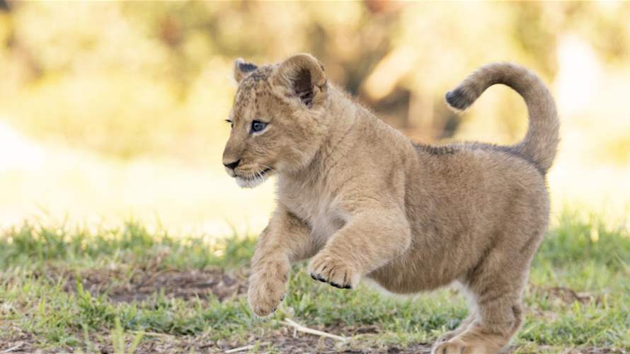 Man detained over illegal lion cub possession