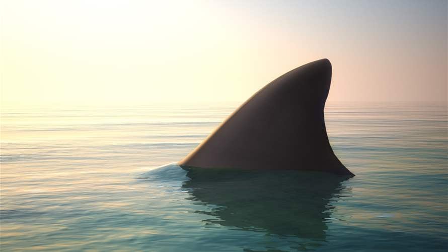 Tourist killed in Egypt Red Sea shark attack: Environment ministry says 