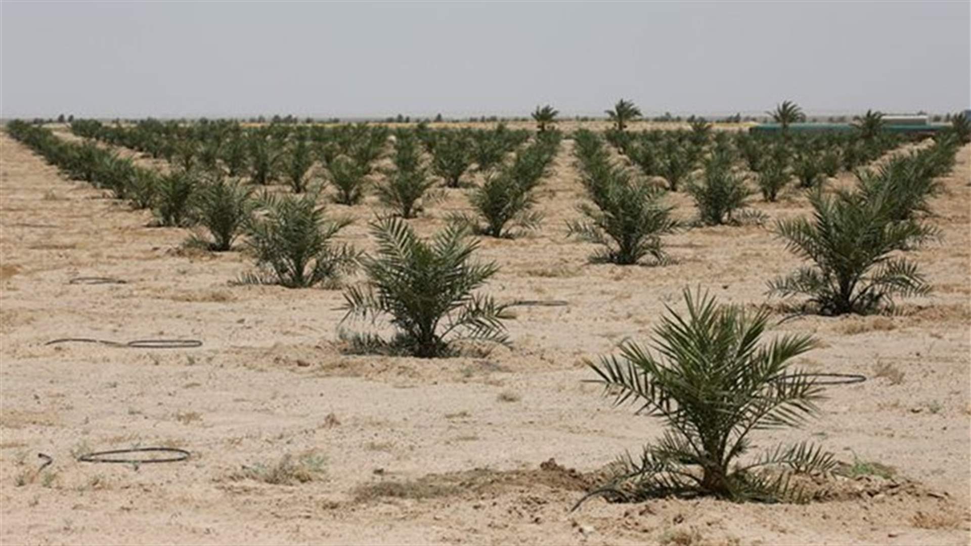 Iraq to plant 70,000 date palms to revive once legendary crop