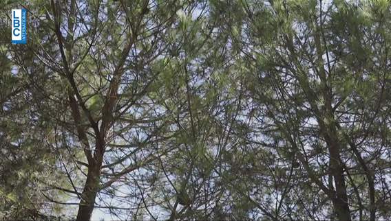 Fires threaten forests in Nabatieh