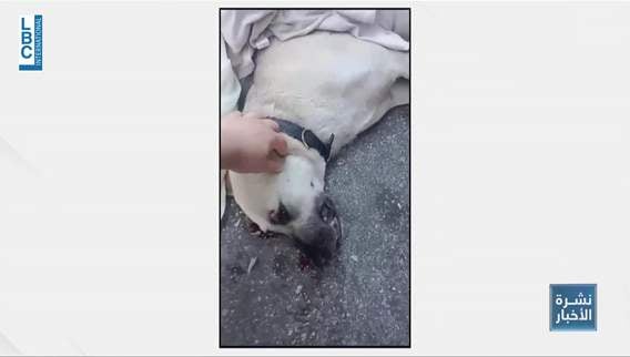 Latest updates about a stray dog killed in Achrafieh 