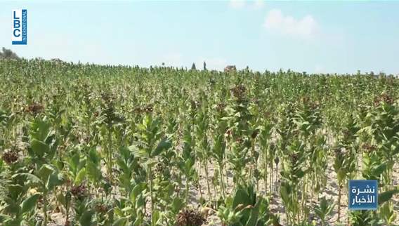 Tobacco makes money to southern farmers and border towns