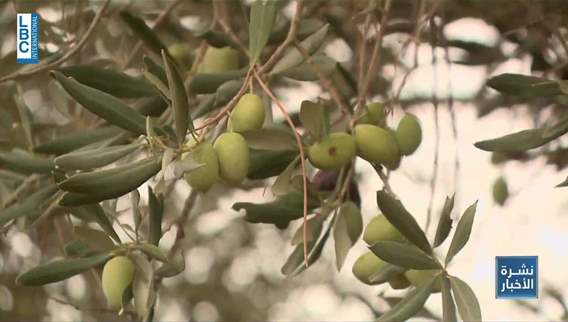 War destroys olive season in South Lebanon