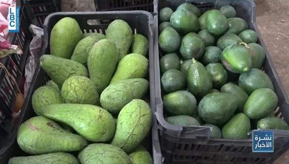 War threatens the Lebanese avocado season