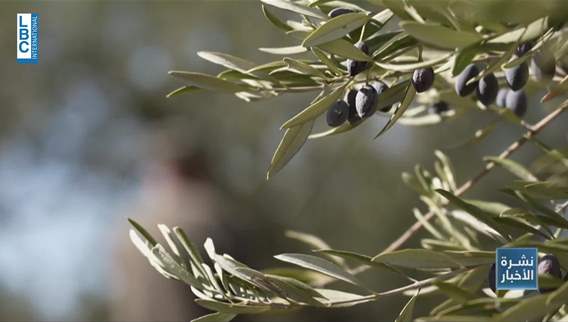 Farmers in South Lebanon village harvest olives amid growing concerns